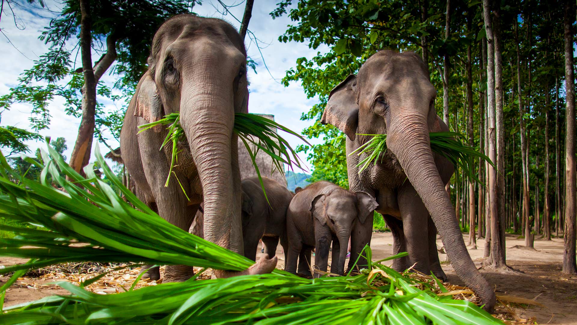 Visite d'un sanctuaire d'éléphants