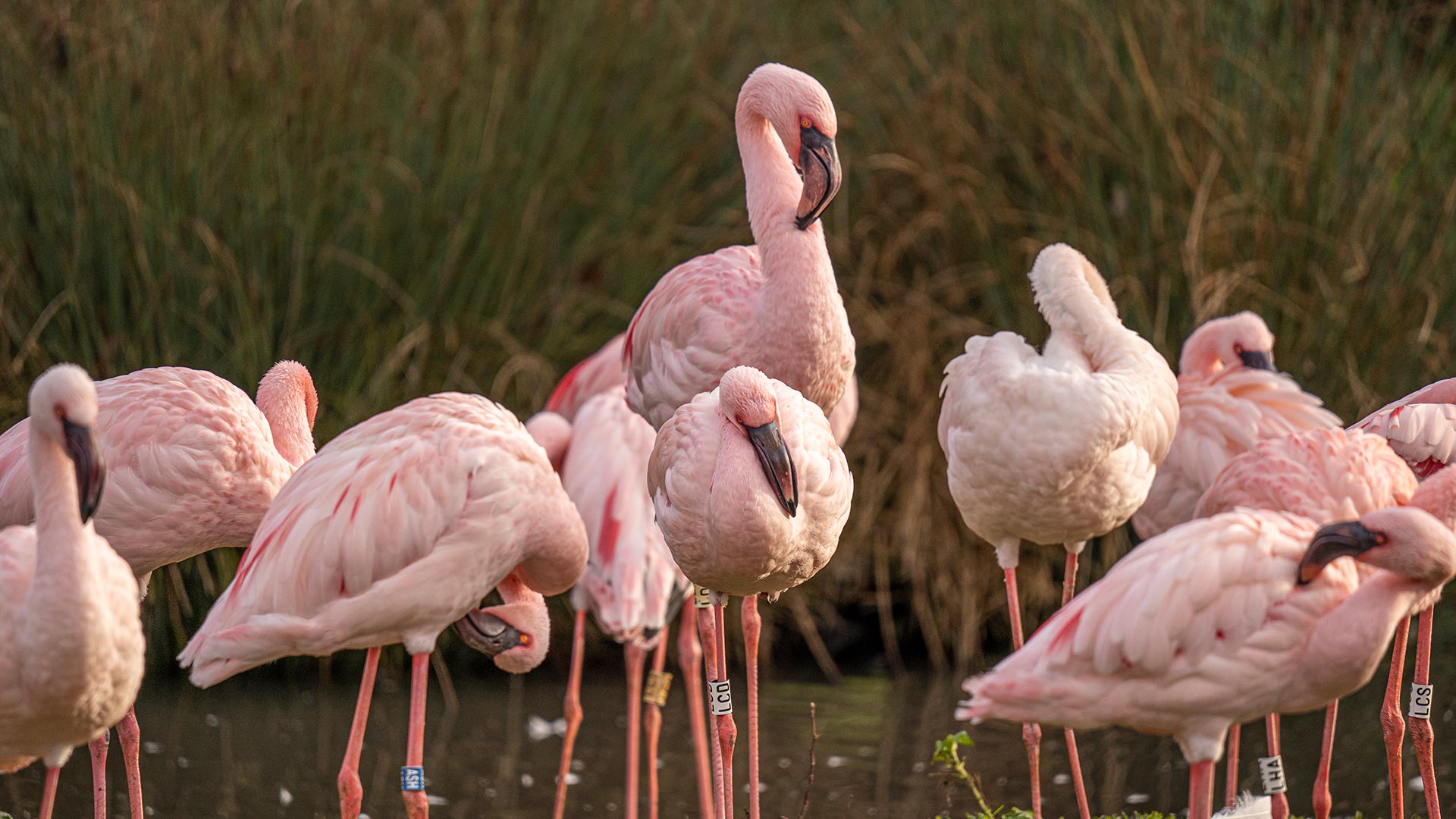 Balade en mer: l'île des flamants roses au départ de Djerba  2025