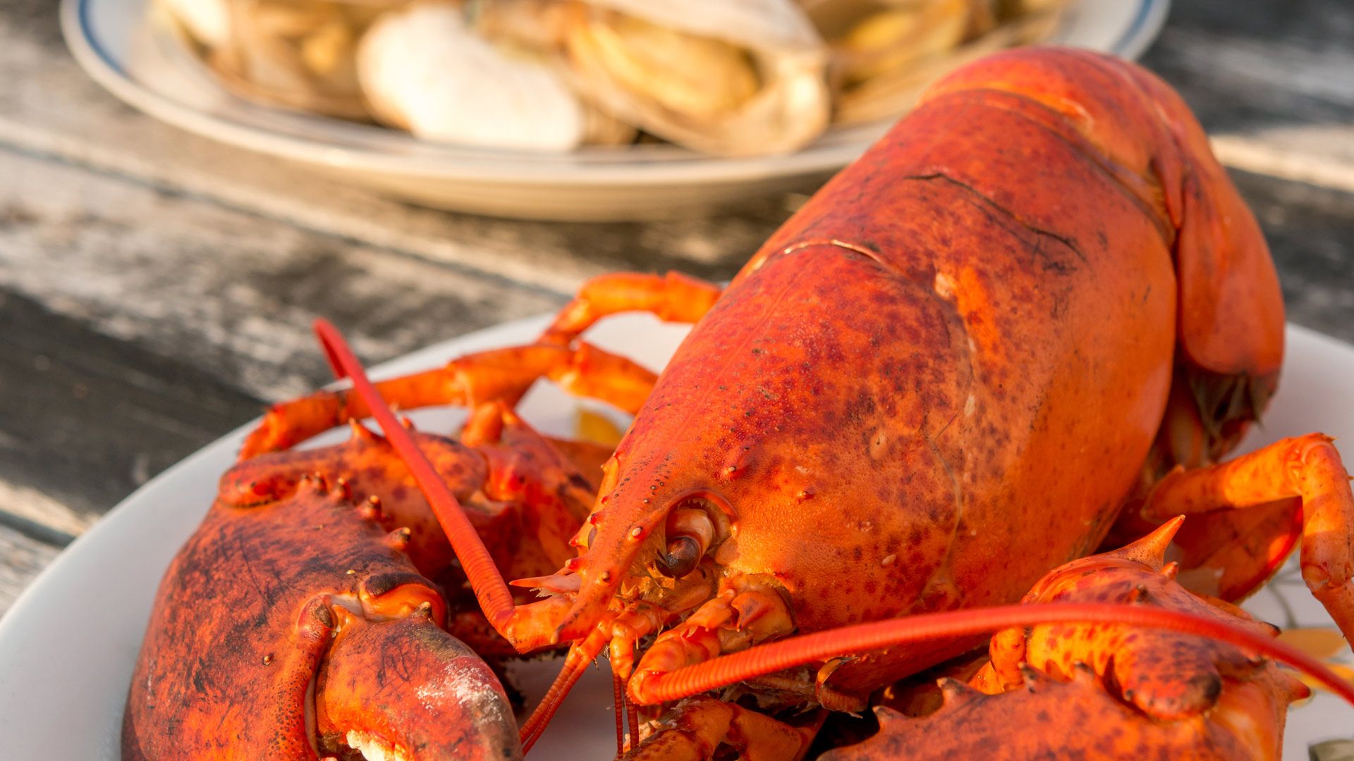 Dîner de homard