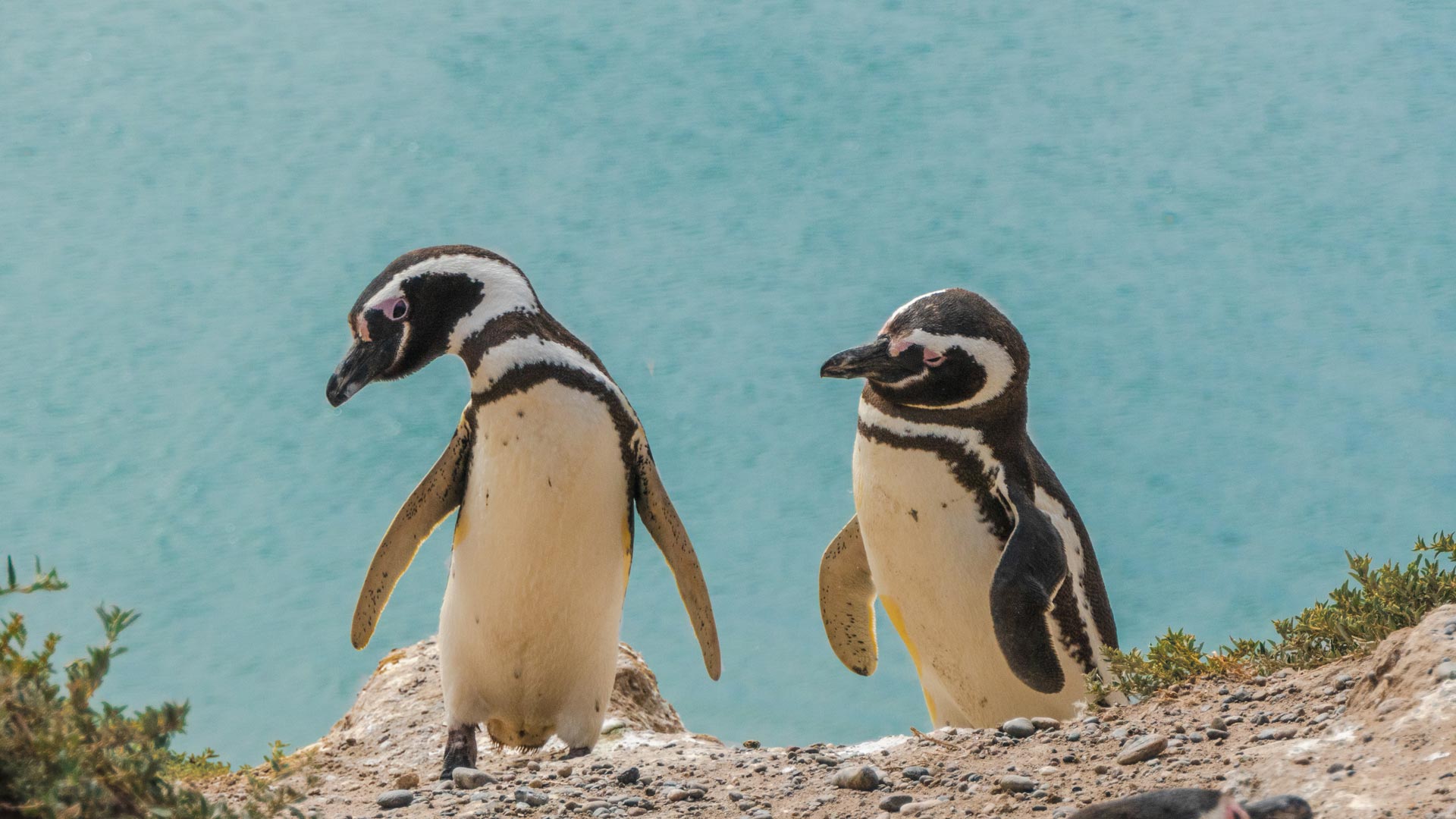 Réserve de la faune marine de Punta Loma et Puerto Madryn