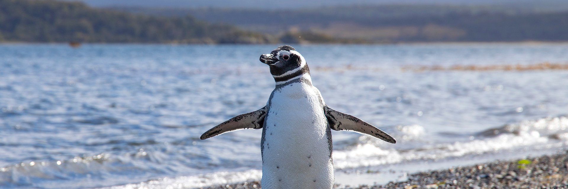 Croisière en Antarctique