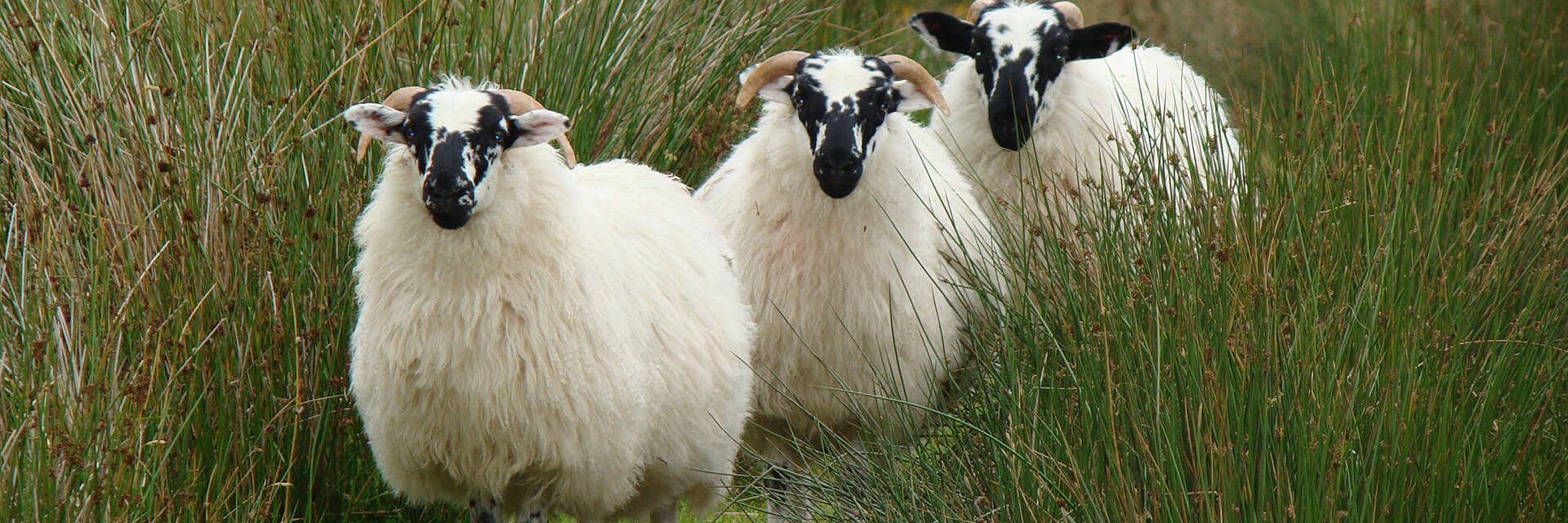 Irlande authentique