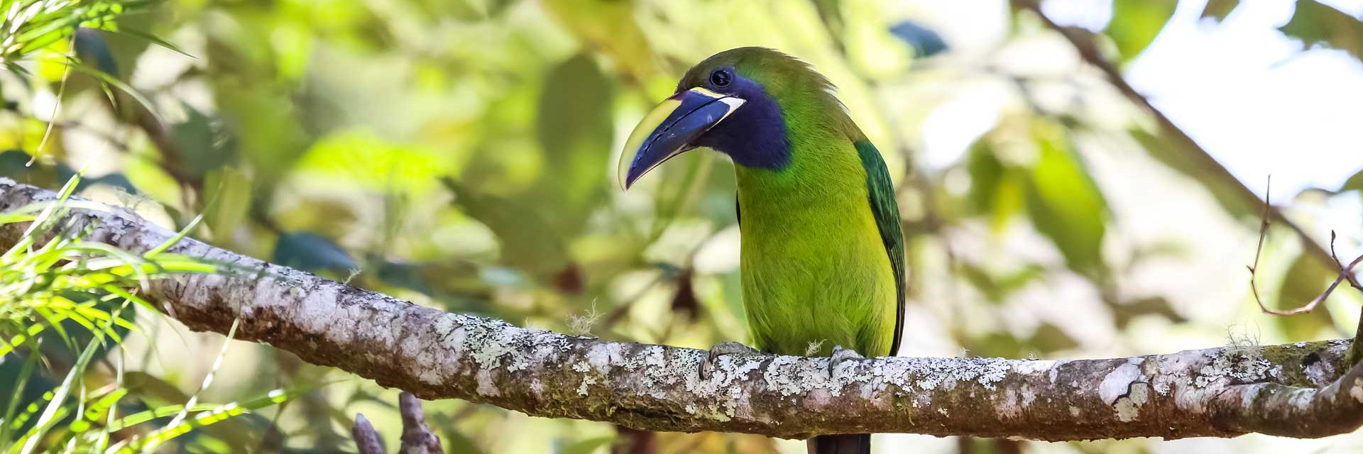 Les incontournables du Costa Rica
