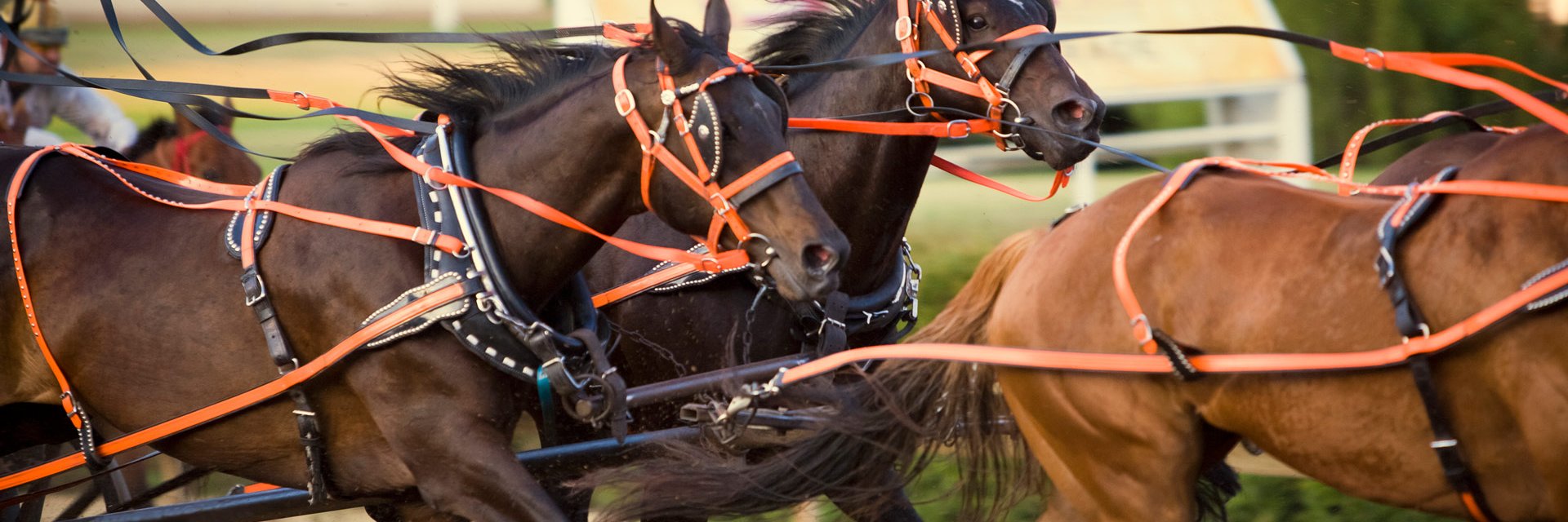 Escapade dans l’Ouest canadien incluant le Stampede