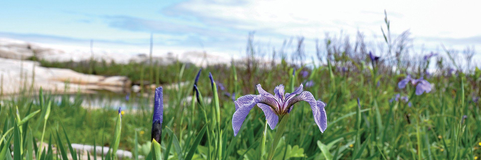 Les jardins et le Train de Charlevoix