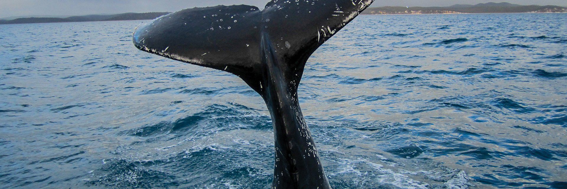 Croisière aux baleines