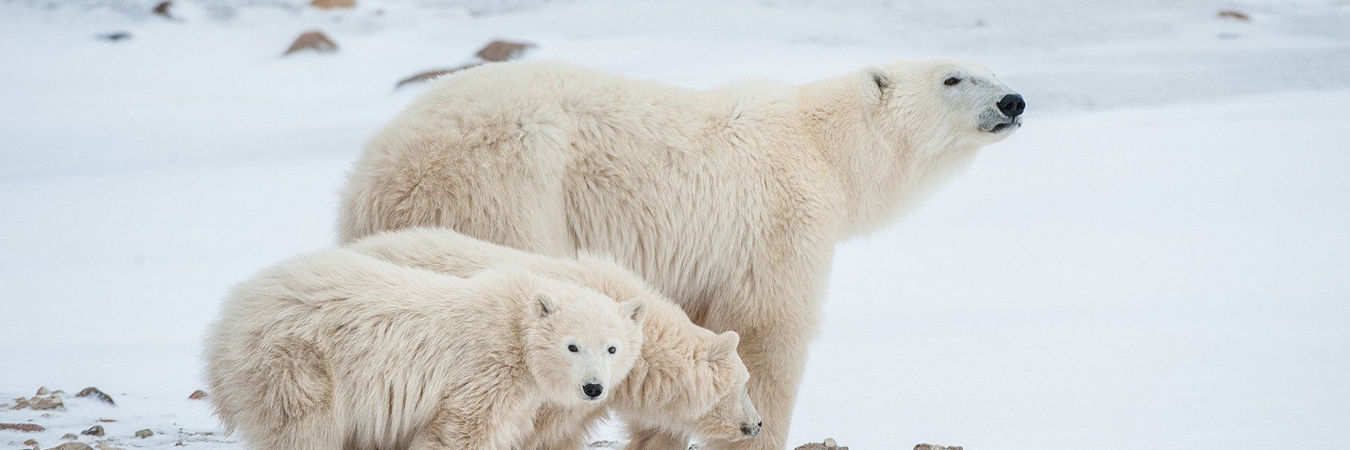 Ours polaires et aurores boréales de Churchill