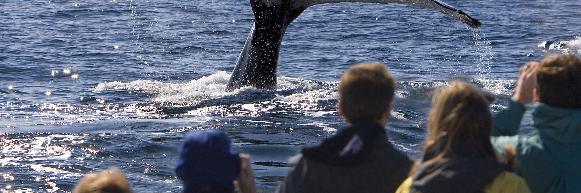 Charlevoix, Tadoussac et les baleines