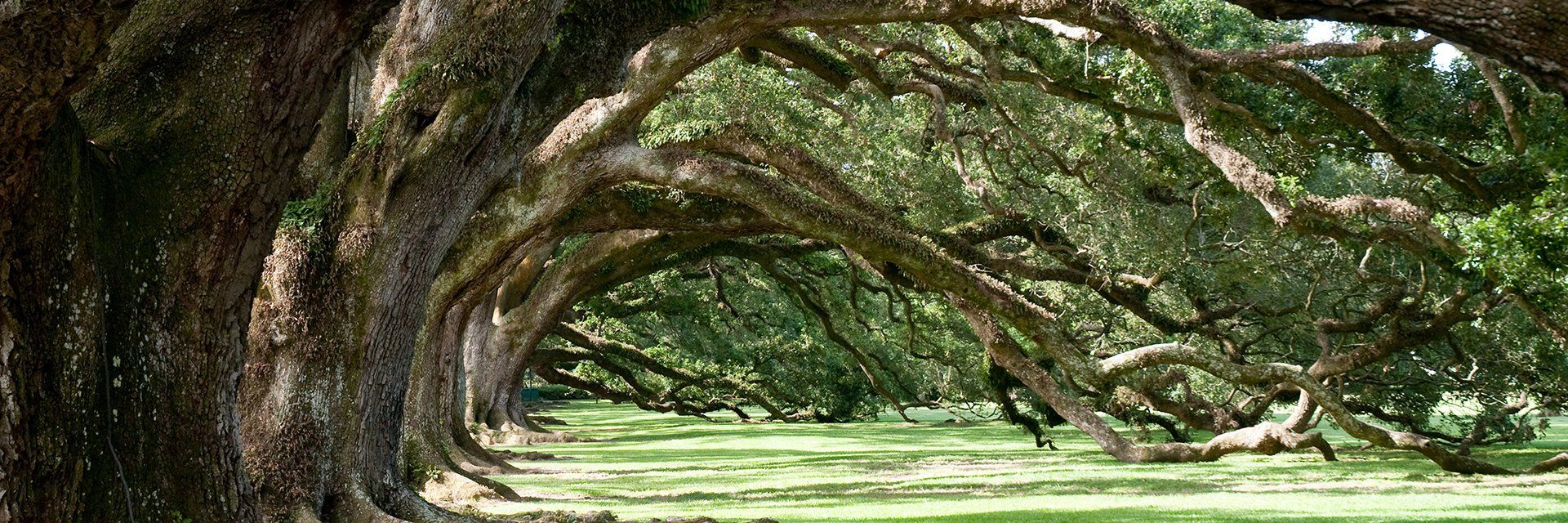 Louisiane, Texas et Tennessee