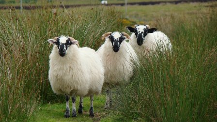 Irlande authentique