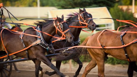 Ouest canadien : La route panoramique incluant le Stampede