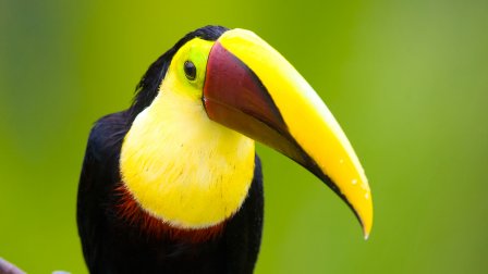 Les incontournables du Costa Rica