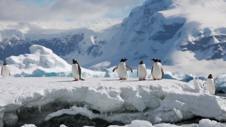 Croisière en Antarctique