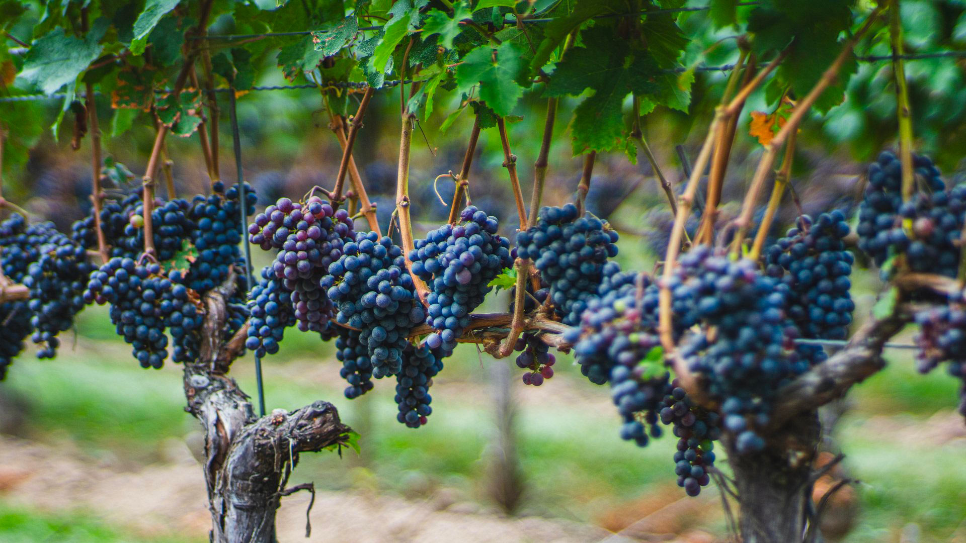Vignobles de l