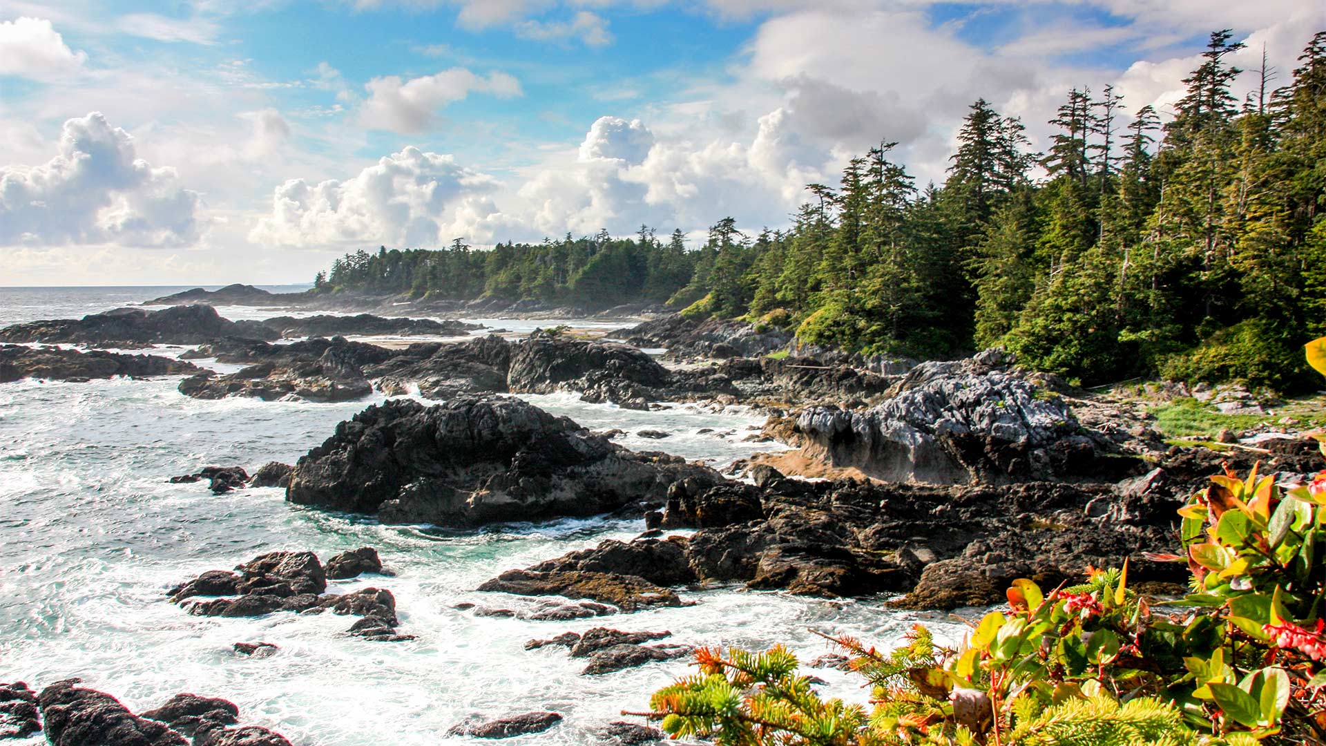 L’Île de Vancouver, parcs provinciaux et faune exceptionnelle