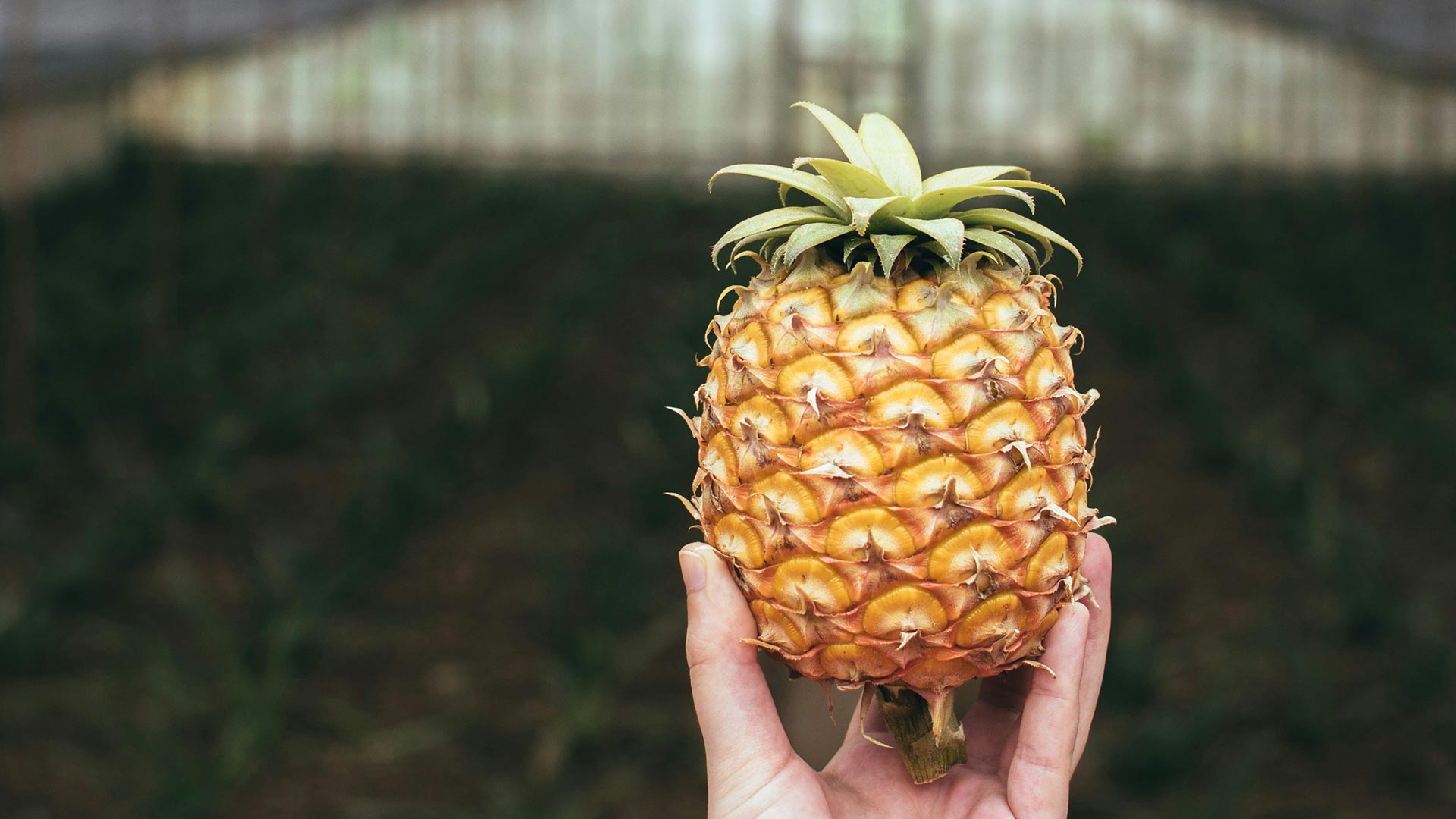 Randonnées et découvertes - Lacs et volcans aux Açores