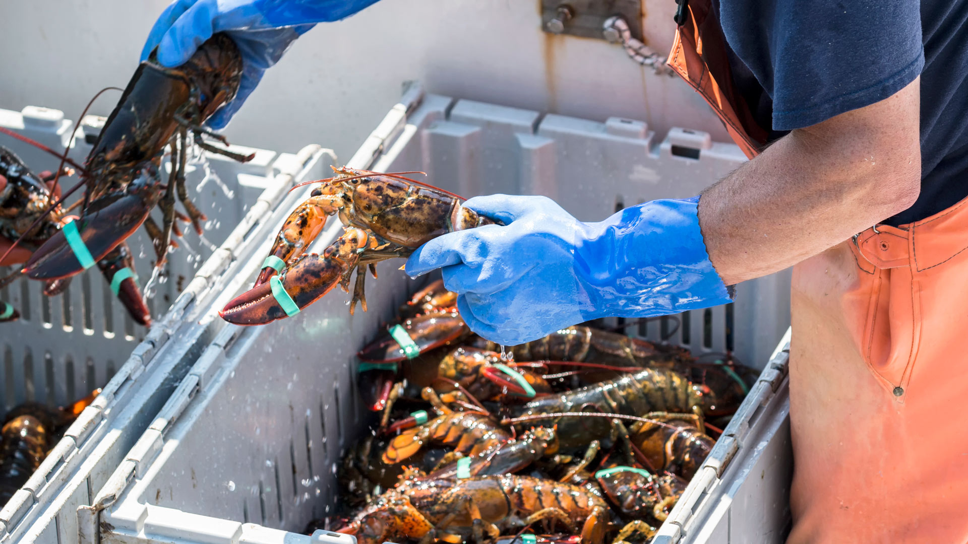 Les Îles de la Madeleine en avion au temps du homard