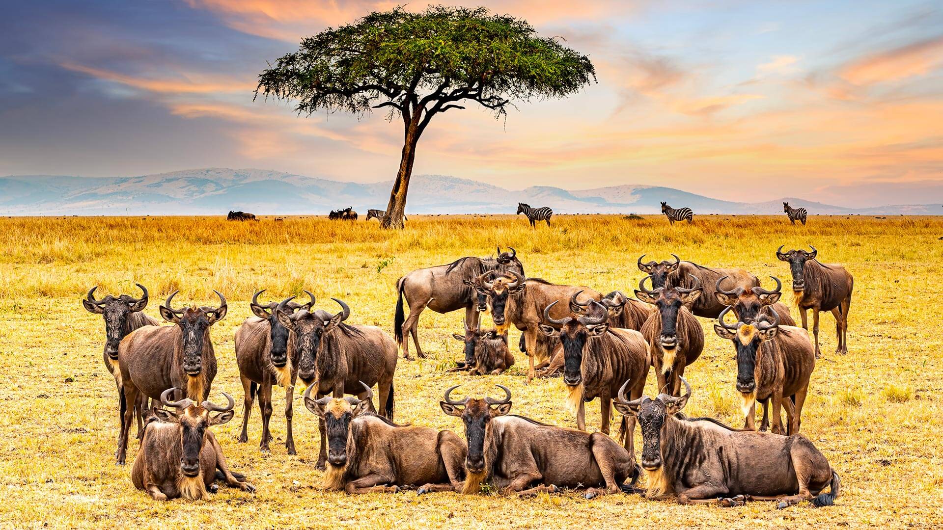 Kenya - Safaris entre lacs et savanes