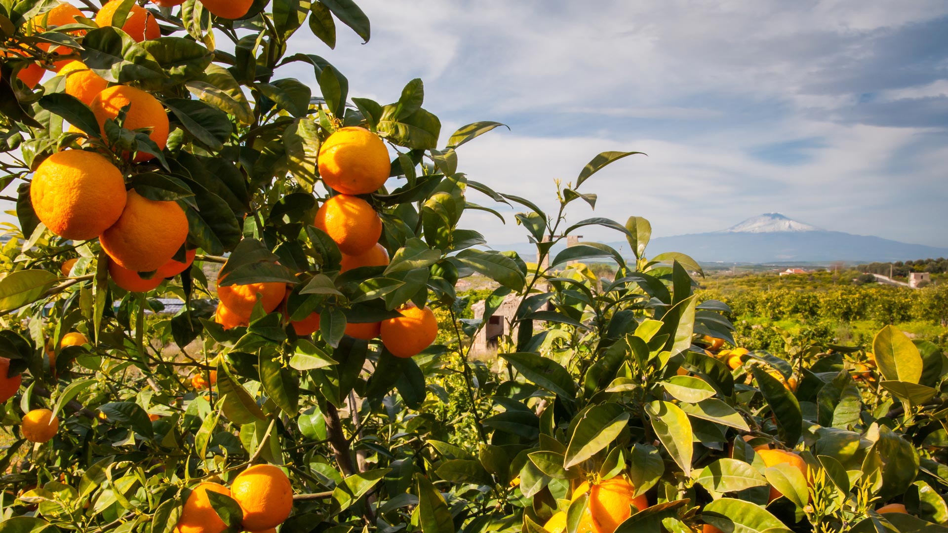 Italie conviviale - Calabre, Stromboli et Sicile