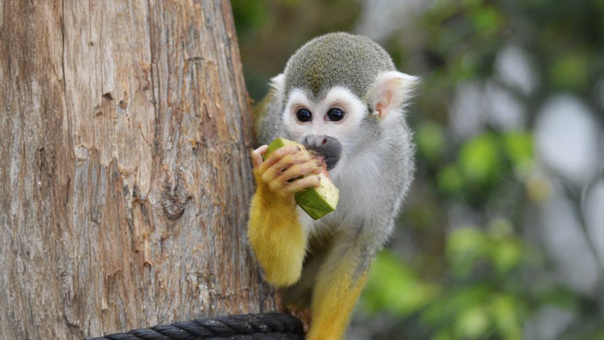 Miller Zoo et Woodooliparc