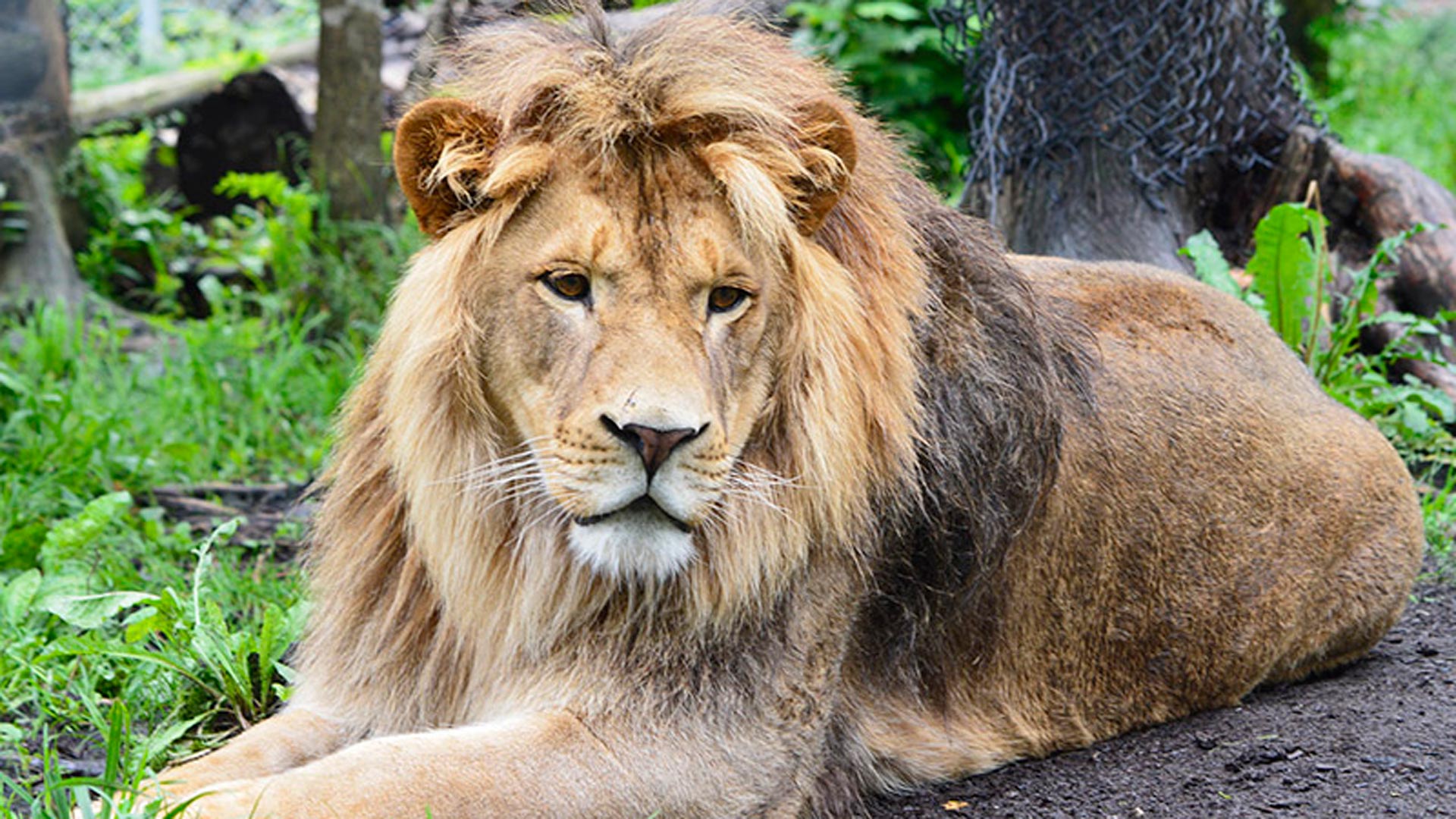 Miller Zoo et Woodooliparc