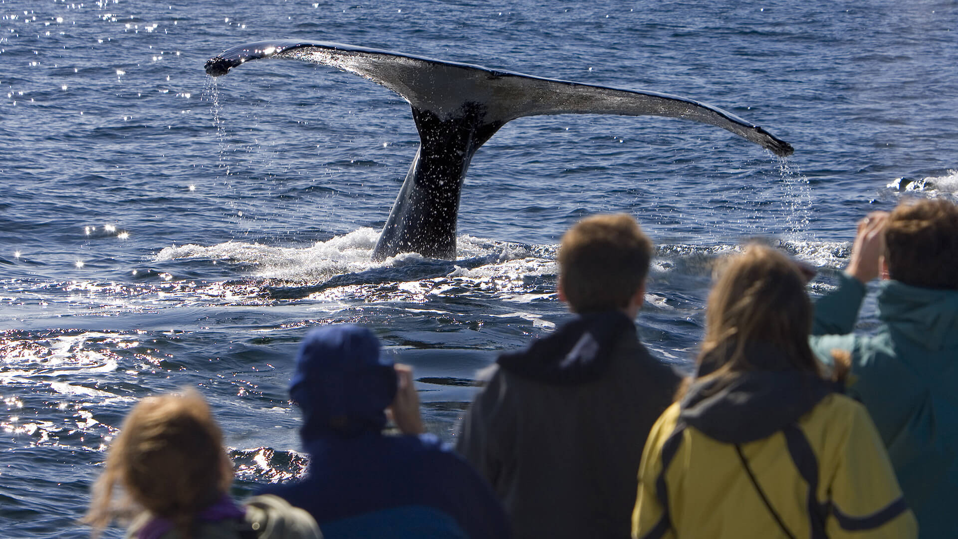 Tadoussac et ses baleines