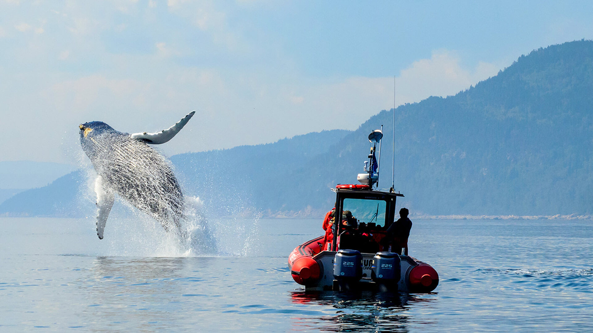Tadoussac et ses baleines