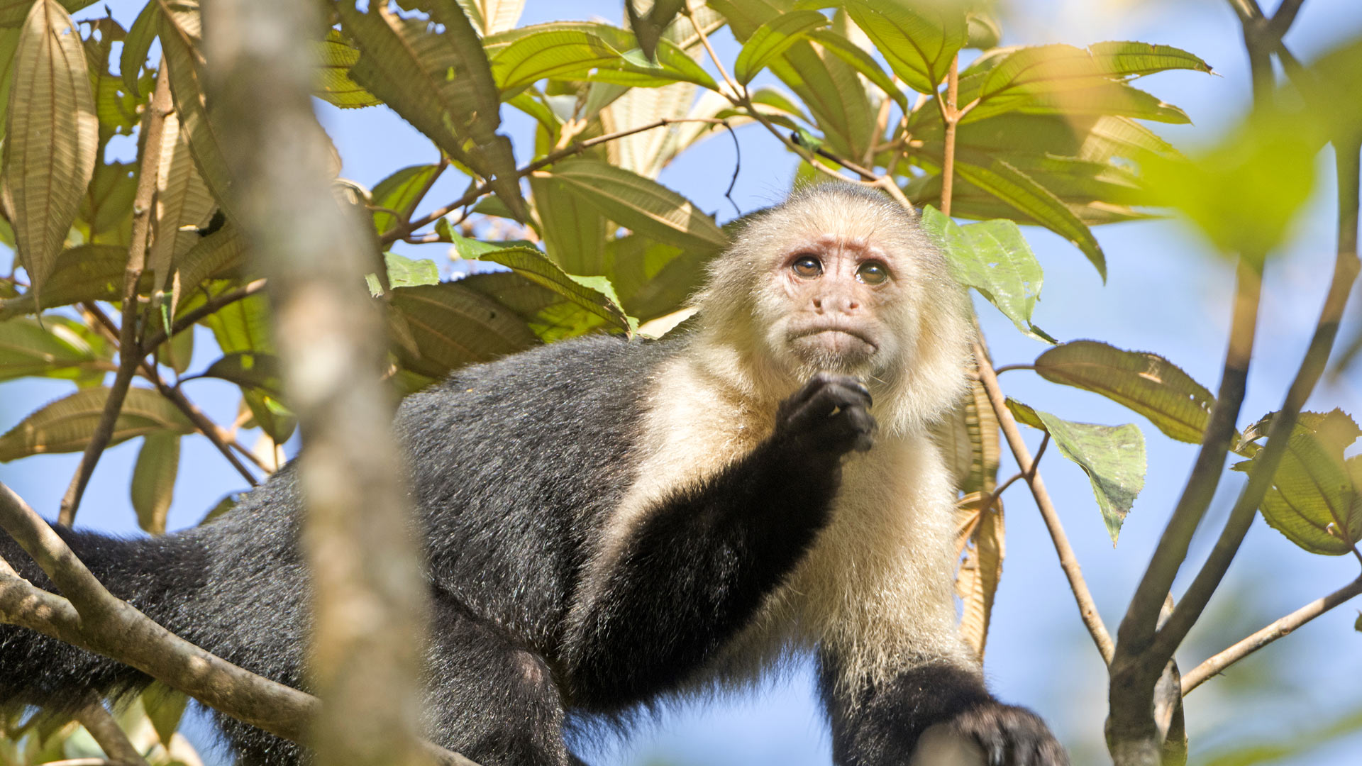 Les incontournables du Costa Rica en formule active
