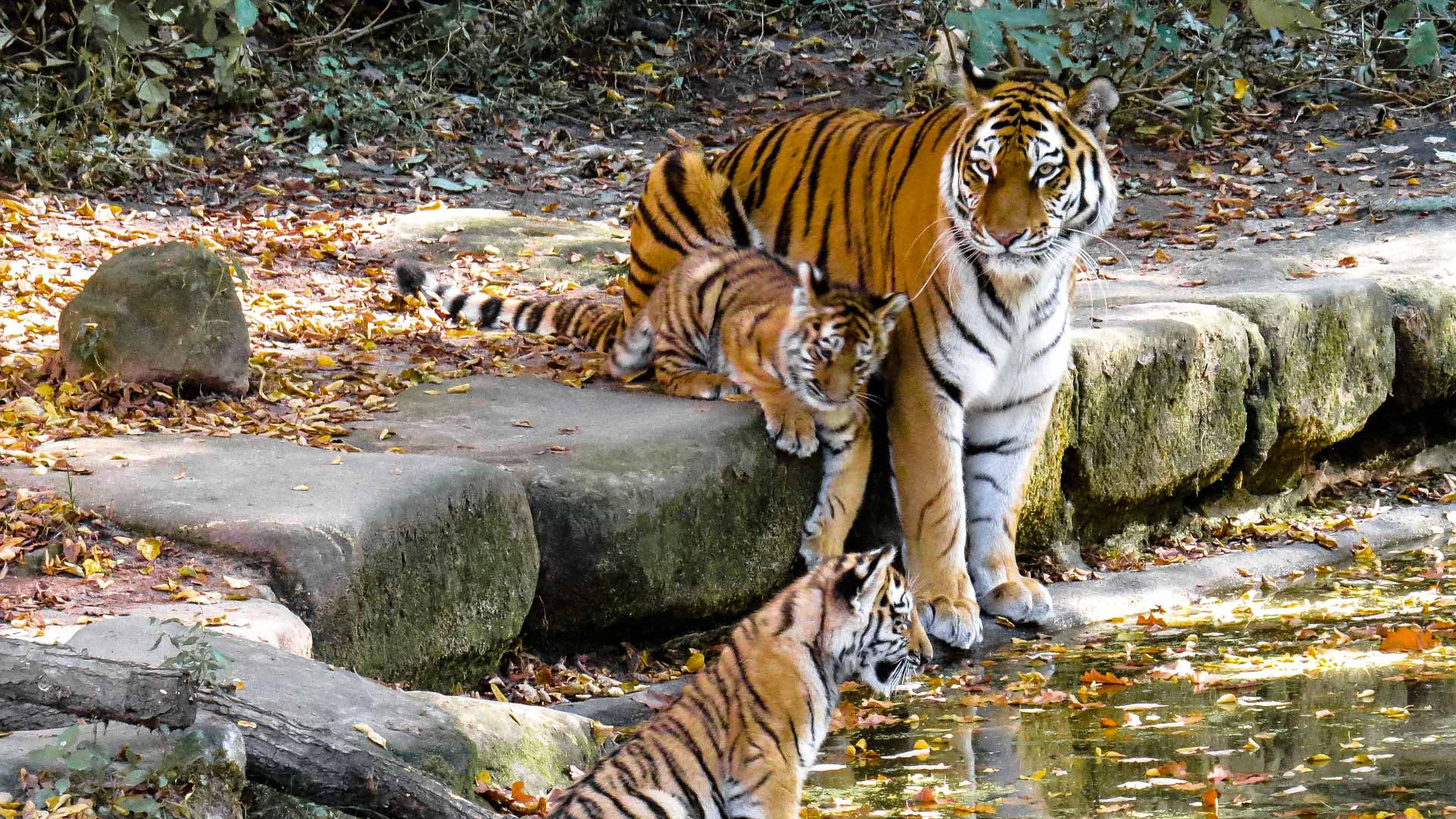 Le Zoo de Granby et les Cantons-de-l