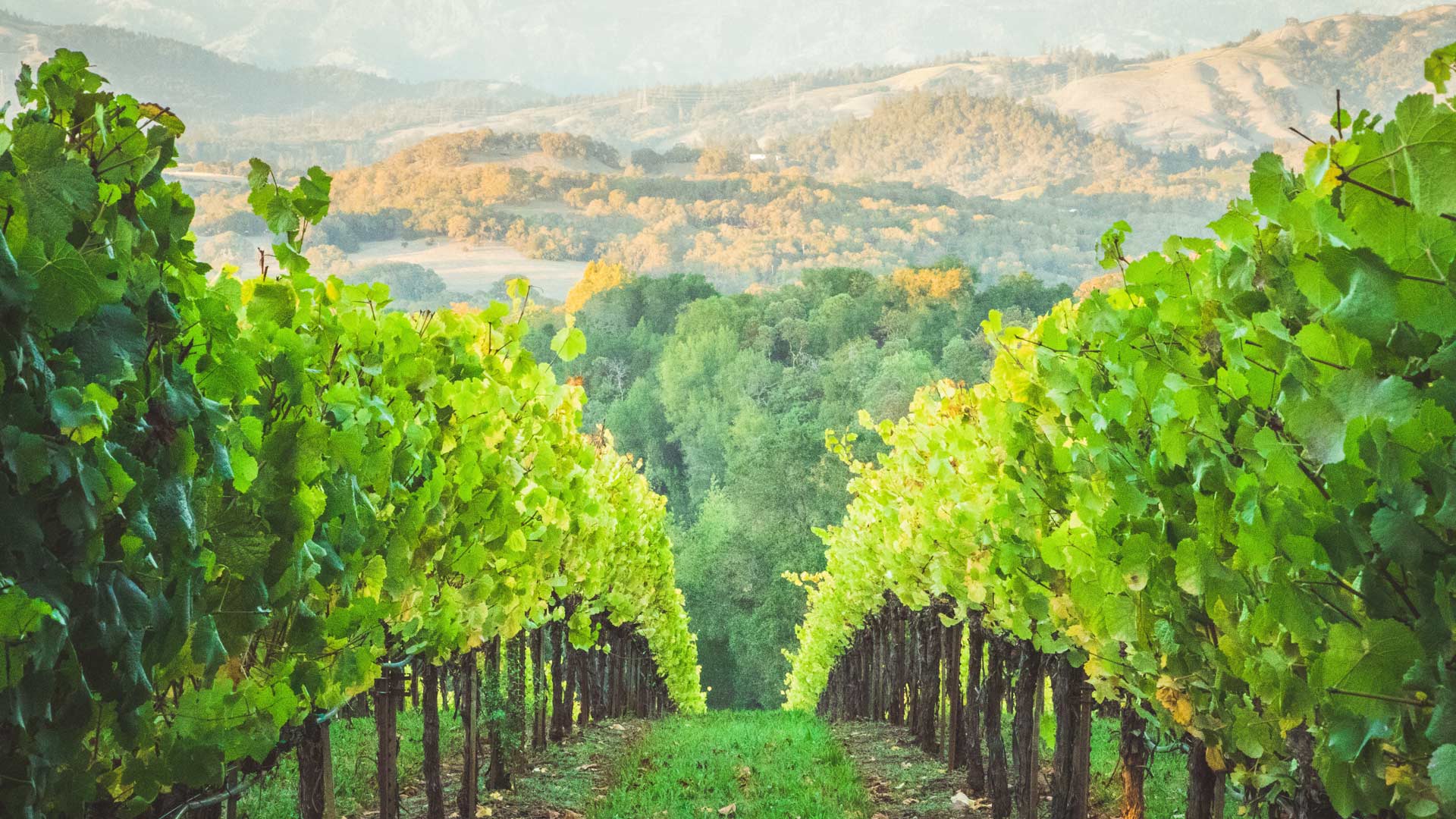 Splendeurs de la Californie et ses vignobles