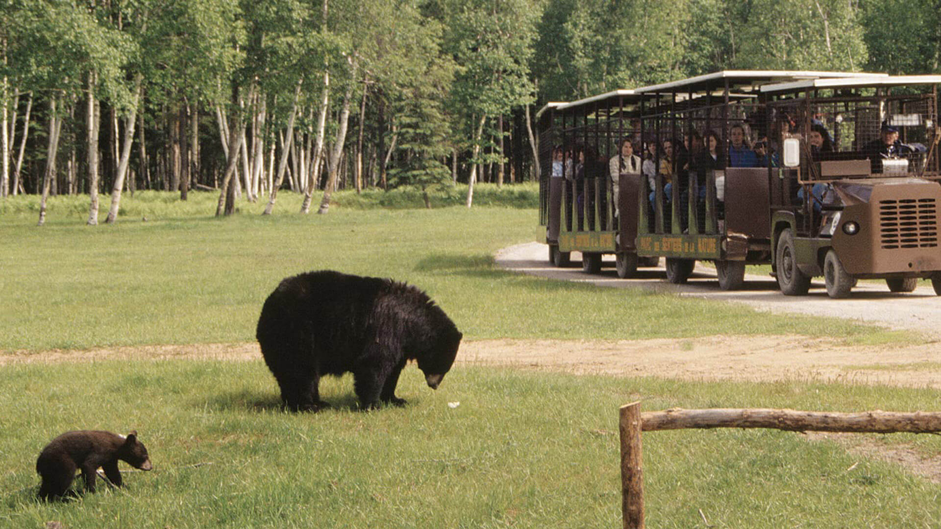 Au pays des bleuets et le Zoo sauvage de Saint-Félicien