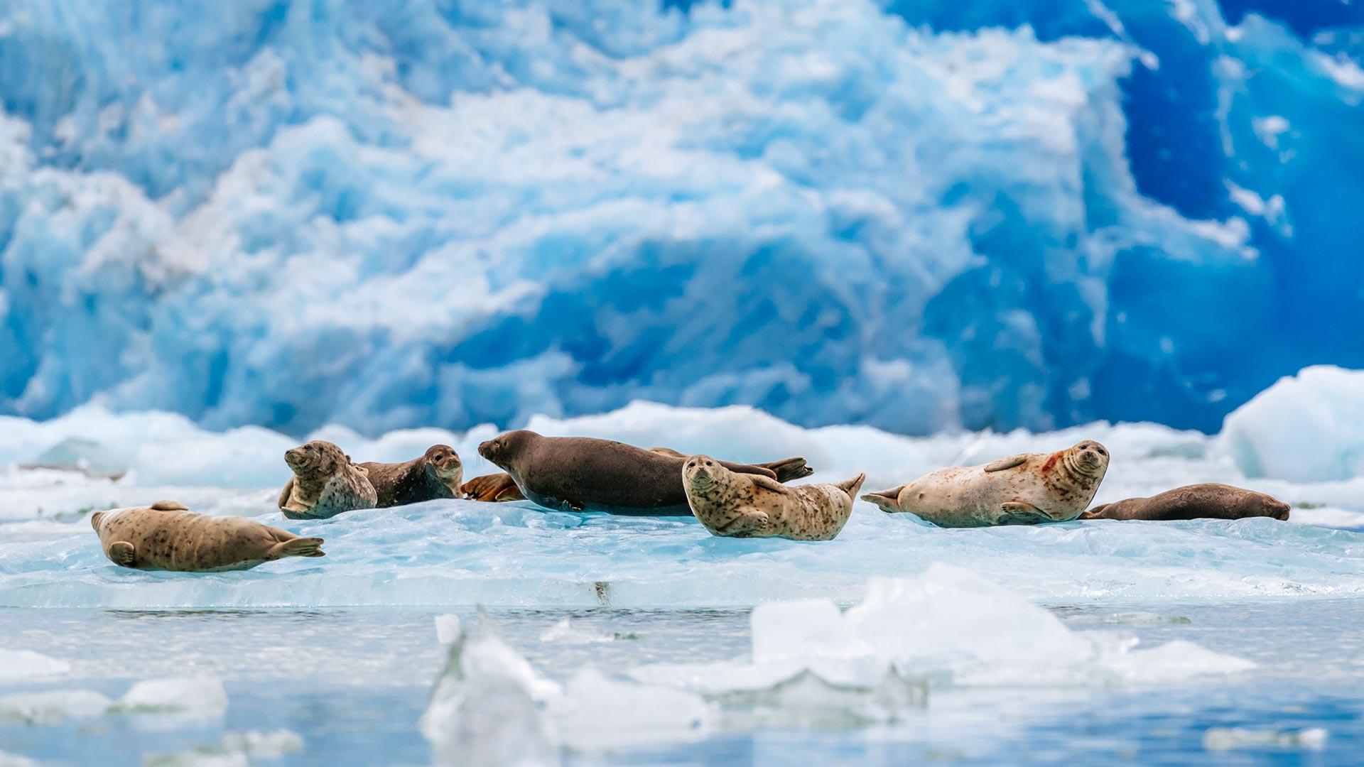 groupe voyage quebec croisiere alaska