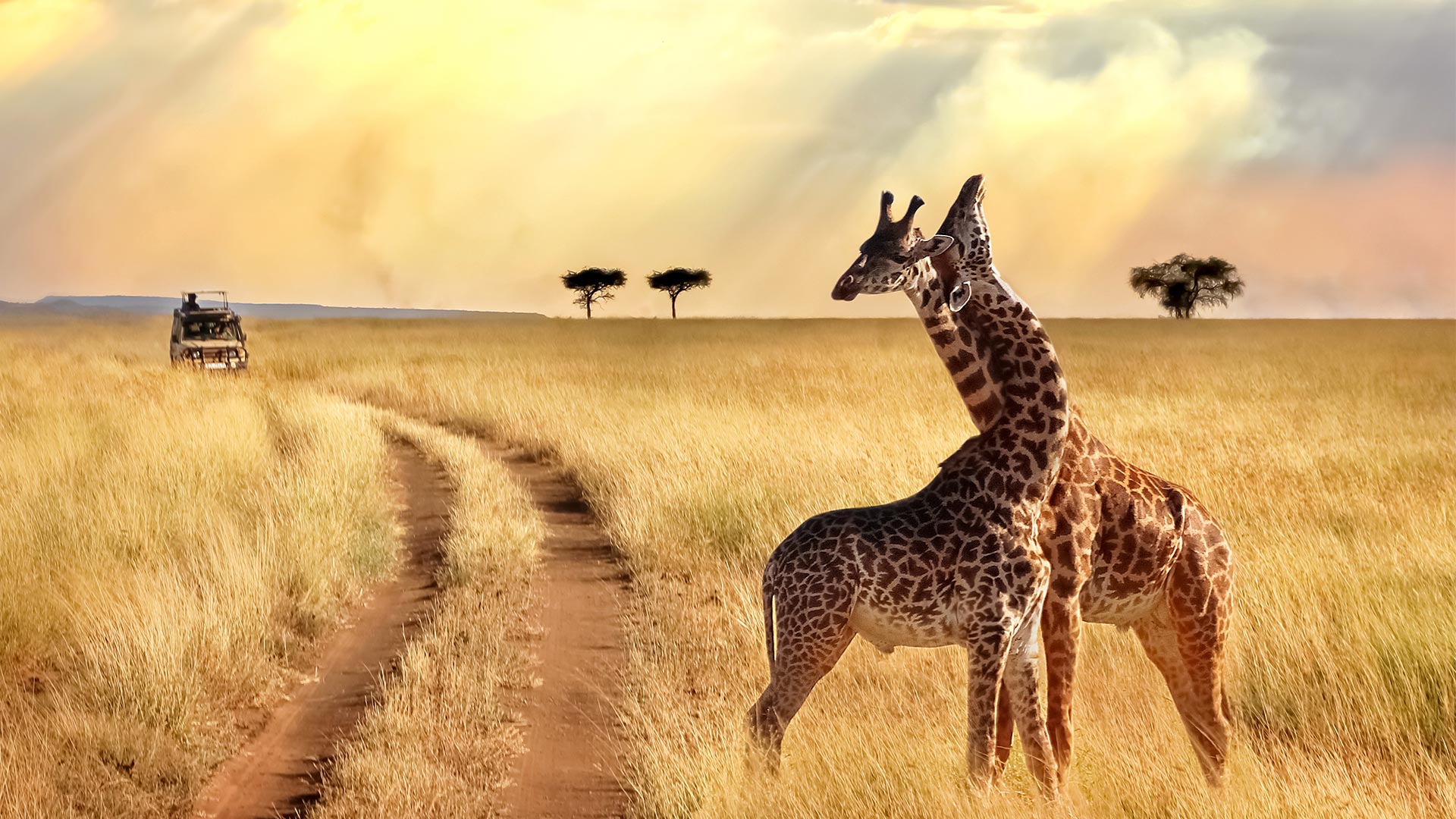 Safaris en Tanzanie et détente sur l