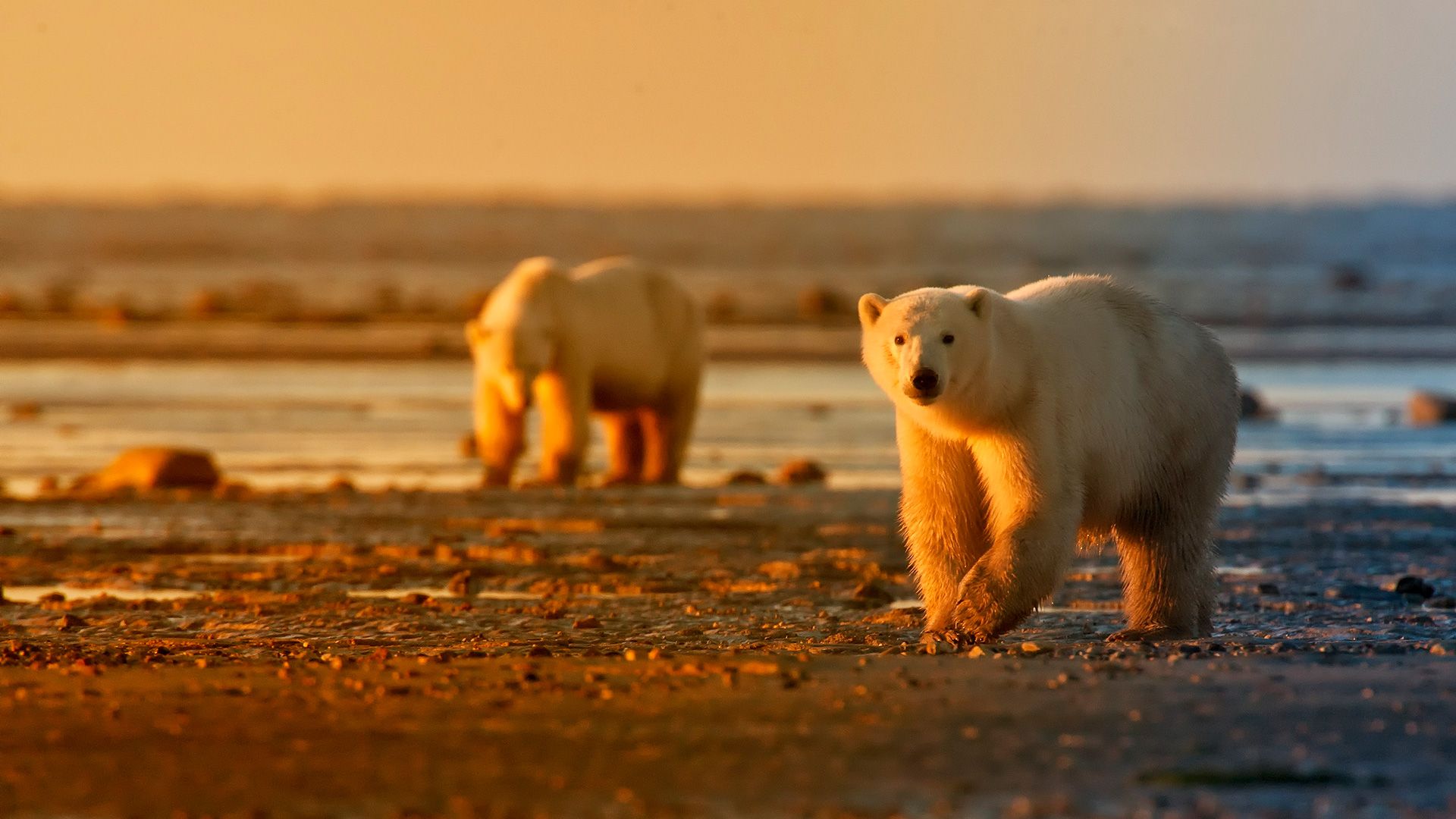 Ours polaires et bélugas de Churchill