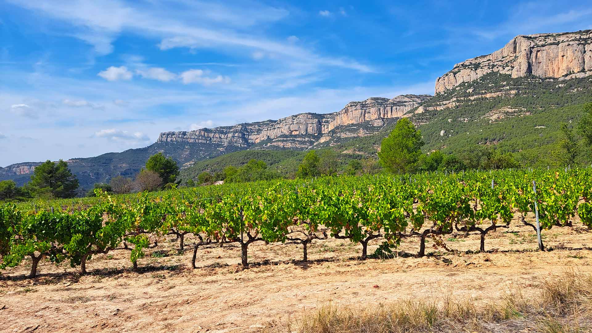 Cambrils et le Priorat à vélo
