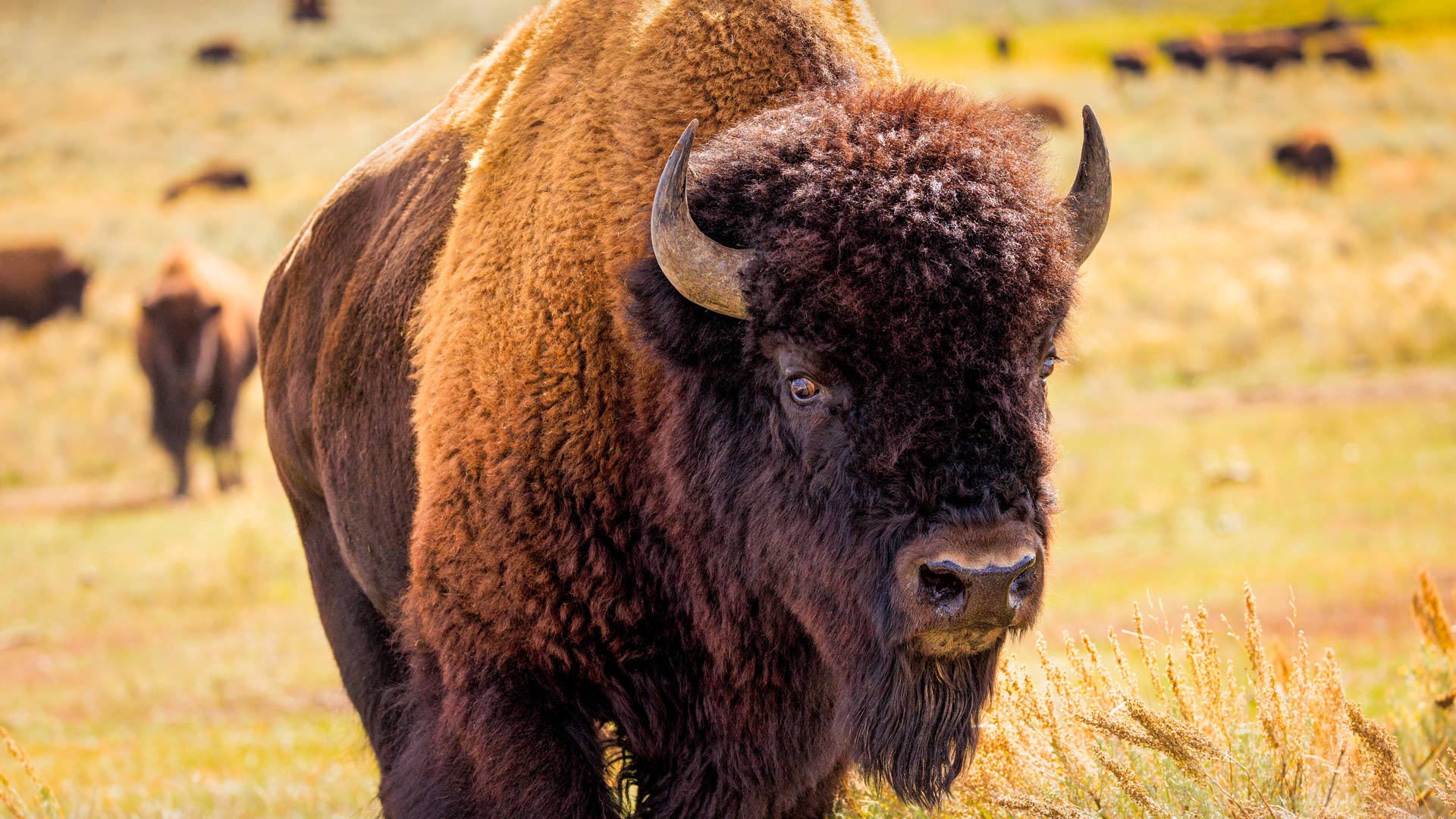 Forfait gourmand dans Lanaudière
