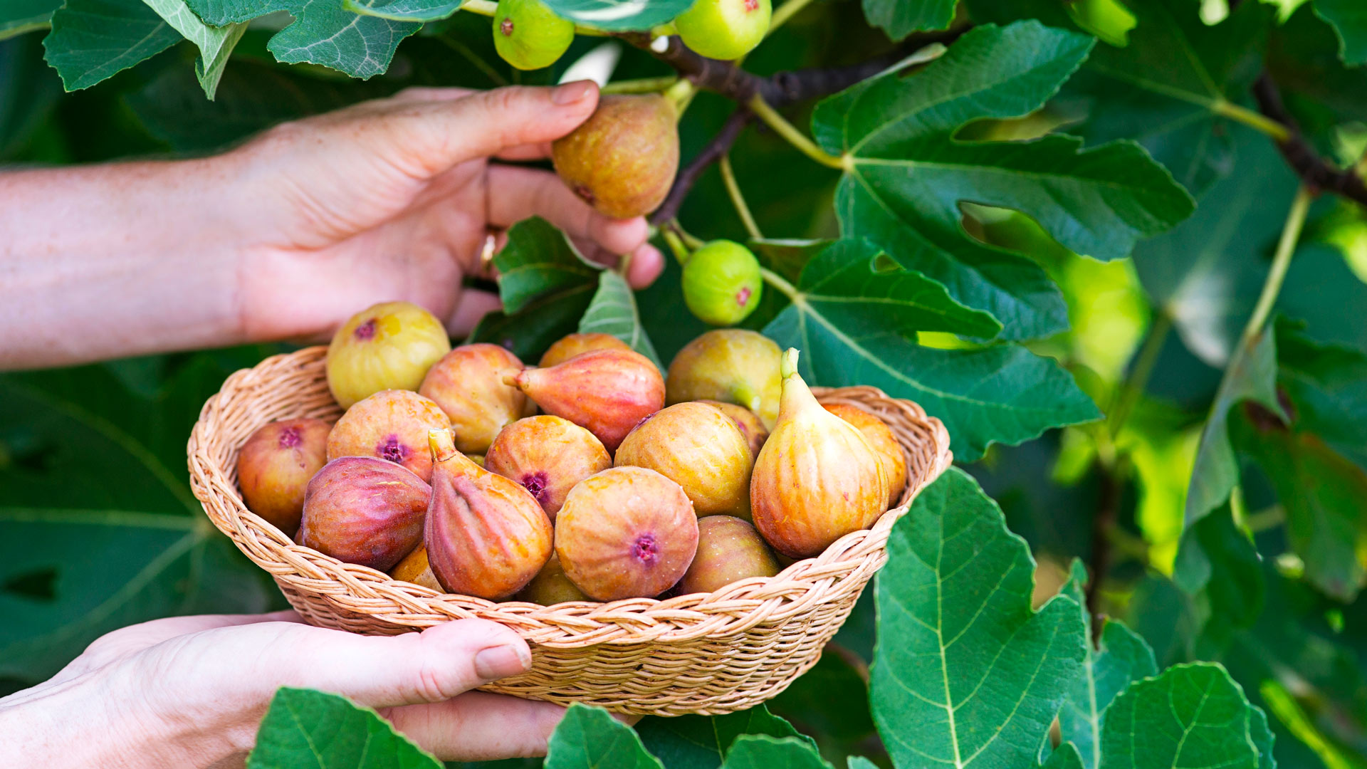 Parenthèse épicurienne dans les Cantons de l’Est