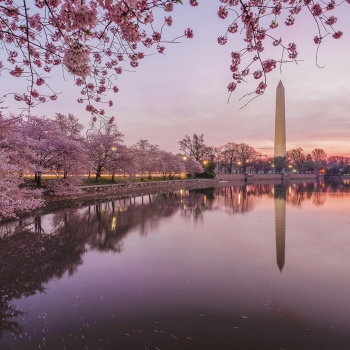 Washington au temps des cerisiers