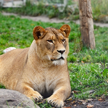 Miller Zoo et Woodooliparc