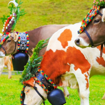 Fêtes traditionnelles en Allemagne et en Autriche