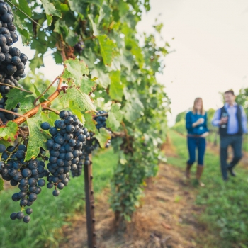 Vignobles et distilleries de l’Ontario