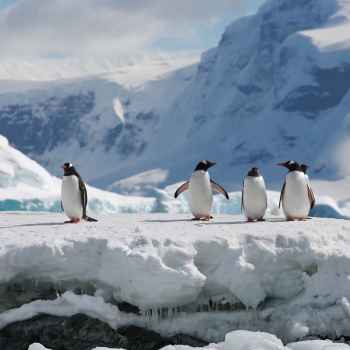 Croisière en Antarctique