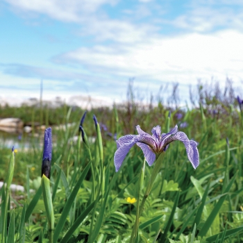 Les jardins et le Train de Charlevoix
