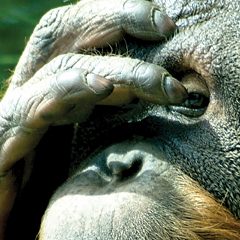 Sumatra