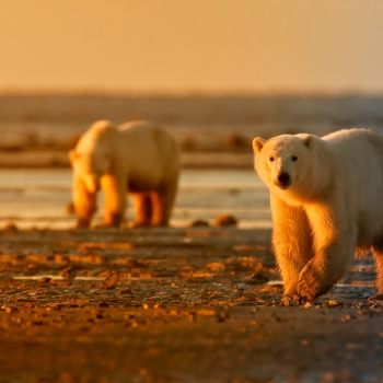 Ours polaires et bélugas de Churchill